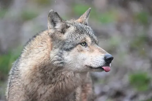 狼來了！韓國動物園公狼逃脫「300人搜索3天找不到」網喊加油