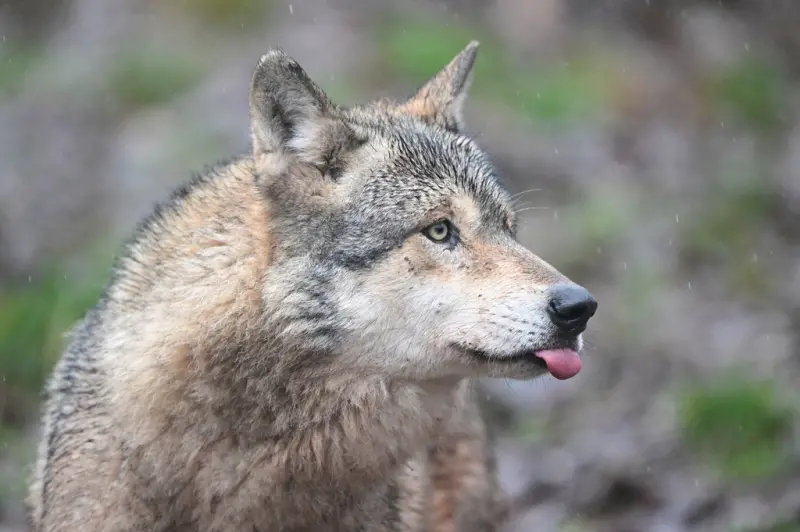 狼來了!韓國動物園公狼逃脫「300人搜索3天找不到」網喊加油