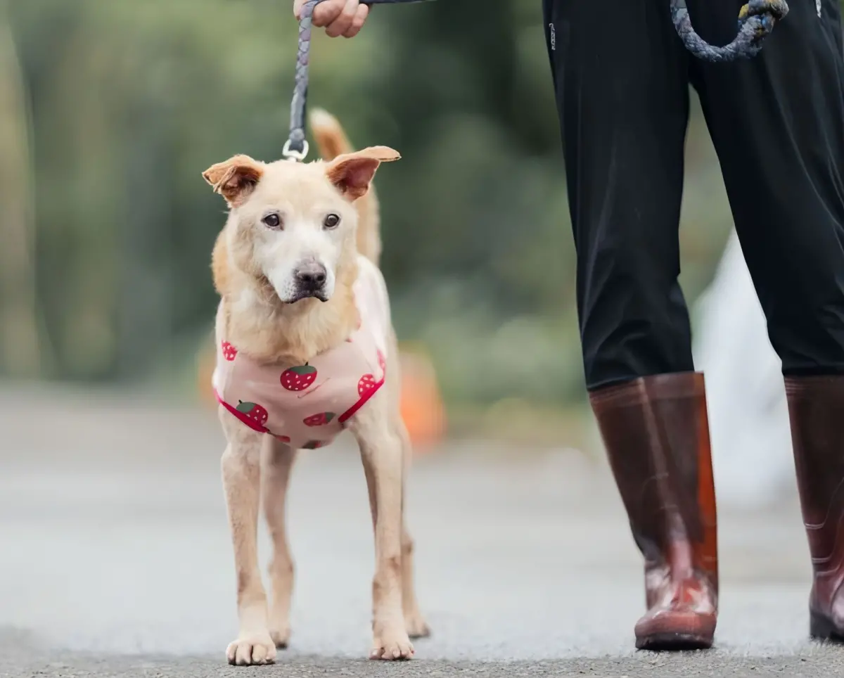 ▲為提升特殊照護犬貓認養率，新北市動保處推動長照認養制度，提供終身醫療支持，讓認養人可透過官方資源獲得持續照護。圖為高齡犬萌萌，眼睛又大又圓超可愛。（圖／新北市動保處提供）