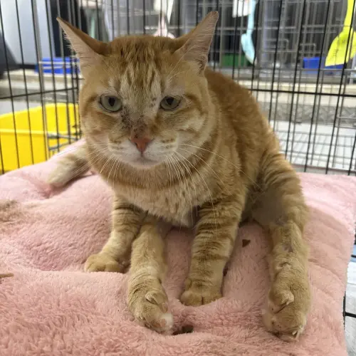 ▲五股動物之家的貓咪「橘橘」後腳癱瘓，只要看到喜歡吃的東西眼睛都會瞬間睜大。（圖／新北市動保處提供）