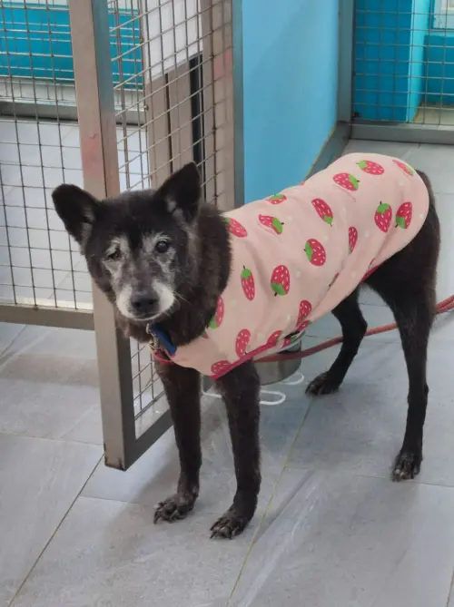 ▲LILI原本是一隻容易緊張的狗狗，但經過志工訓練已經明顯好轉，個性變得又乖又可愛。（圖／新北市動保處提供）