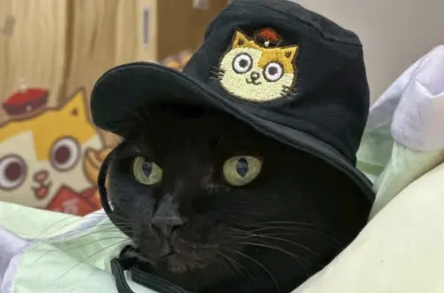 ▲Soso離世讓多年粉絲感到超難過。（圖／IG@fumeancat）