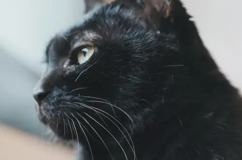 YTR黃阿瑪後宮宣布噩耗！狸貓證實16歲Soso貓離世　40萬粉絲哭爆