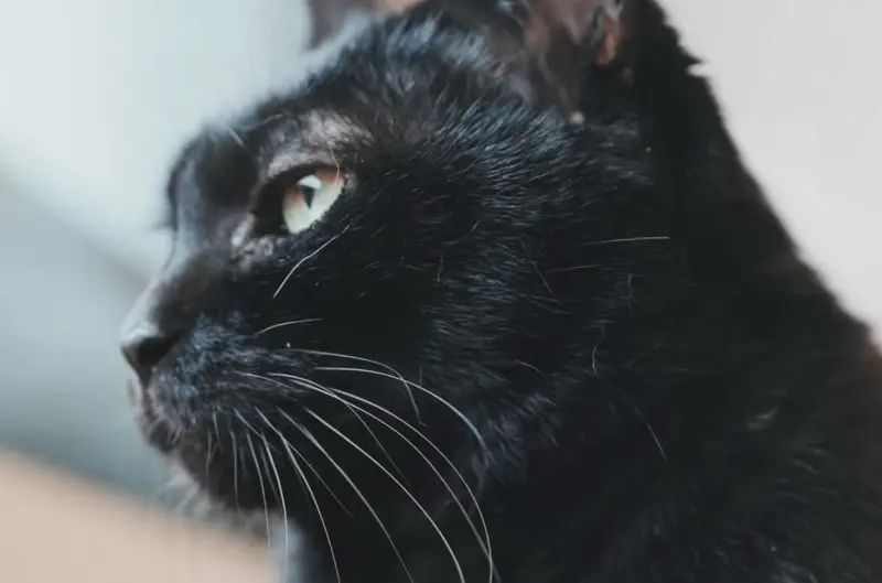 YTR黃阿瑪後宮宣布噩耗!狸貓證實16歲Soso貓離世 40萬粉絲哭爆