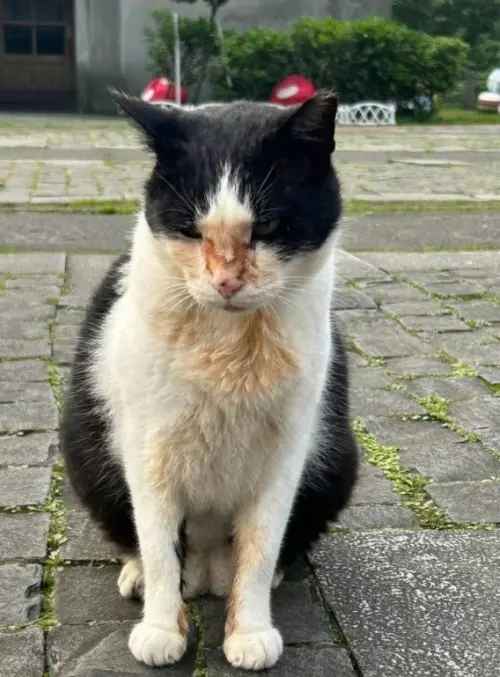 新北猴硐貓村驚傳虐貓事件！4毛孩眼睛遭噴辣椒水哀鳴淚不止