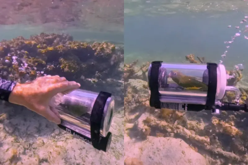 陪主人下海！寵物鸚鵡搭「迷你潛艇」爆紅　400萬人愣：竟不是AI