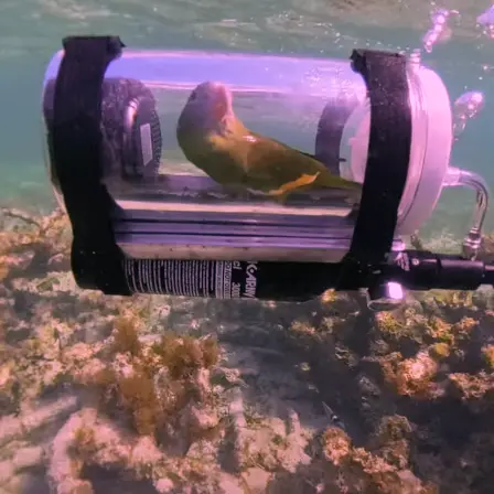 ▲▼一隻名叫Bebe的寵物鸚鵡，竟搭乘專屬打造的迷你潛艇潛入海中，與主人一同觀賞水下景色。（圖／翻攝自IG@bebebirdparrot）