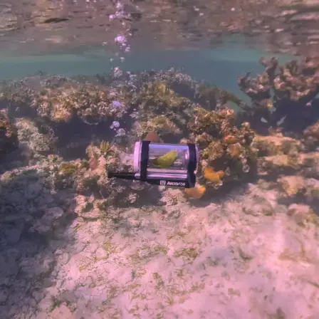 ▲（圖／翻攝自IG@bebebirdparrot）