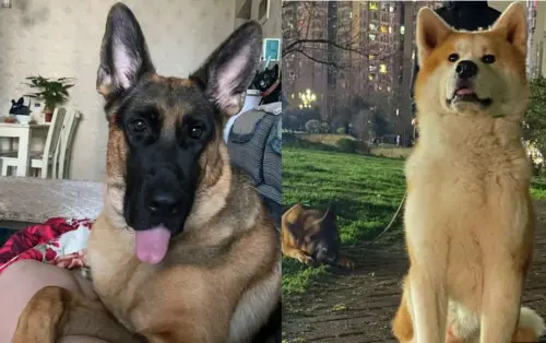 ▲一隻德國牧羊犬戀上秋田犬，並懷孕身下8隻寶寶。（圖／小紅書）