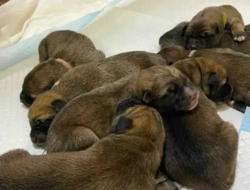 ▲8隻寶寶的毛色幾乎都和媽媽德國牧羊犬相似，完全不見生父秋田犬的基因。（圖／小紅書）