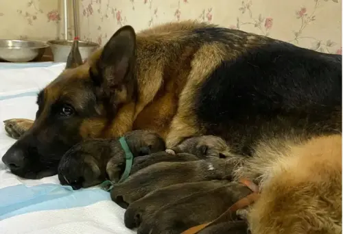 德牧突生下8隻寶寶！生父身分一查超傻眼　主人嚇壞：基因太強大