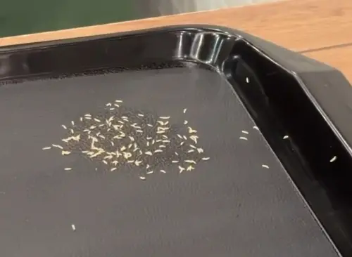 托盤長出一堆蛆噁爆！世界豆漿大王發聲認錯　新北衛生局出手查了