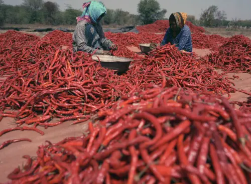 中國砍單貨車停擺雙殺　越南鮮辣椒每公斤剩6元價格一年內崩跌9成