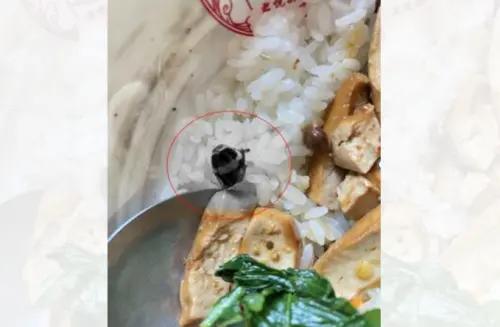 ▲民眾抱怨在台北君悅排骨用餐，便當內竟發現「蟑螂頭」。（圖／翻攝自臉書爆料公社公共版）
