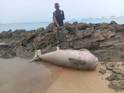 泰國「美人魚」遭慘忍斬首！盜儒艮牙齒做護身符恐怖迷信曝