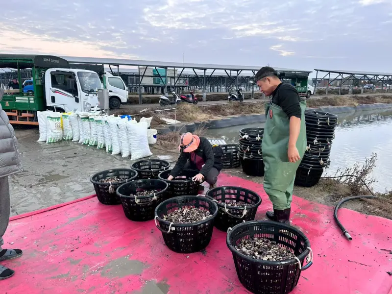 ▲三地能源七股案場文蛤收成。（圖／三地能源提供）