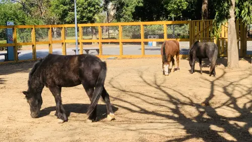 迷你馬受驚失控　3歲女童遭拋落！家長怒控后里馬場應變失當