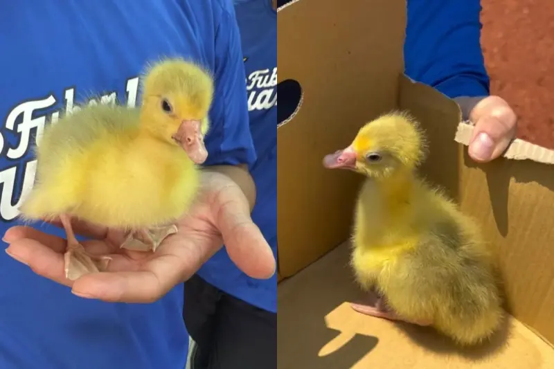 富邦悍將「隊鴨」成新團寵！可愛到球員教練全淪陷　身世惹網議