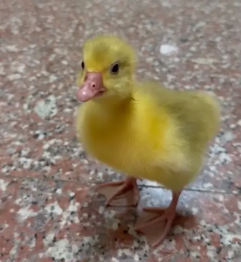 ▲富邦隊鴨萌翻全隊， 在走廊自由自在奔跑，被「小雞」林莛淯中途攔截。（圖／截自林莛淯Threads）