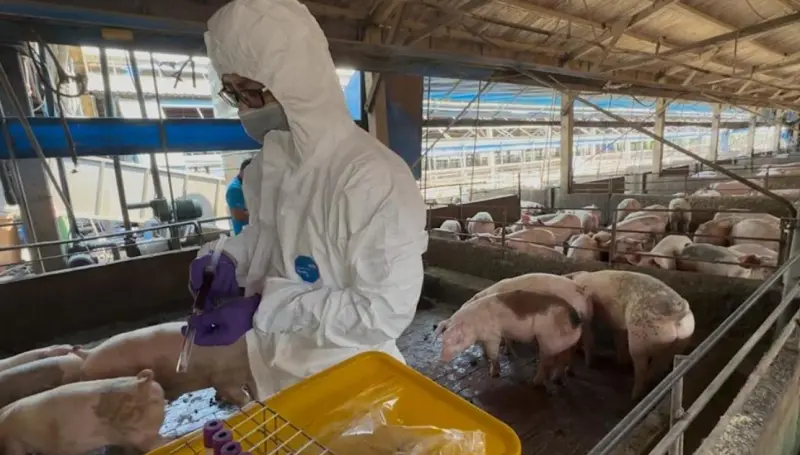 彰化養豬場爆違法餵食！3車廚餘直送豬場　業者恐吞400萬罰單