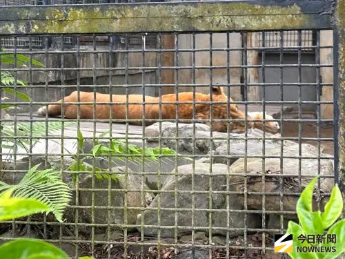▲全台唯一異種雜交所誕生的獅虎阿彪。（圖／記者李青縈攝）