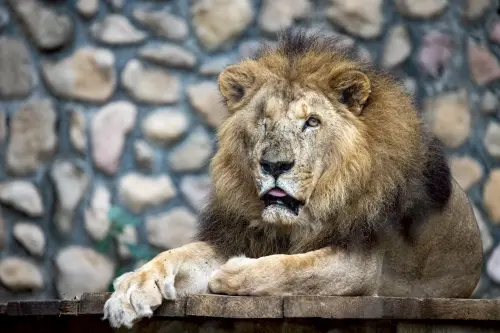 壽山動物園非洲獅「二哥」辭世！享壽高齡23歲　上百民眾痛喊不捨
