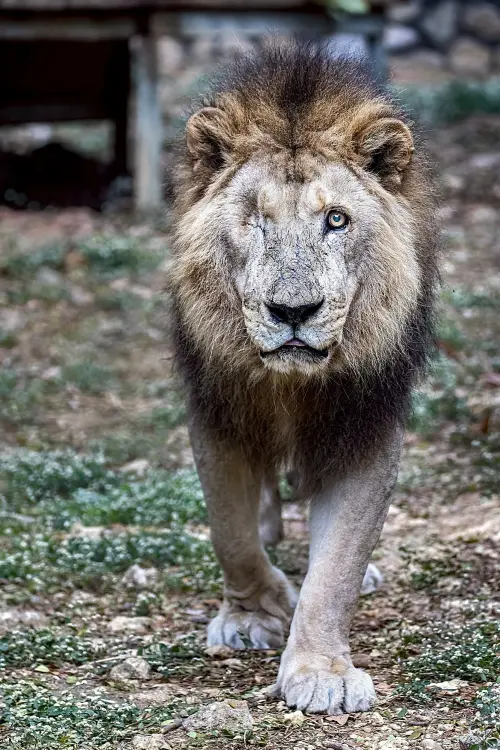 ▲高雄壽山動物園表示，非洲獅「二哥」近年受到青光眼、肝功能異常、貧血、脊椎退化及牙髓感染等慢性疾病影響。（圖／高雄市觀光局提供）