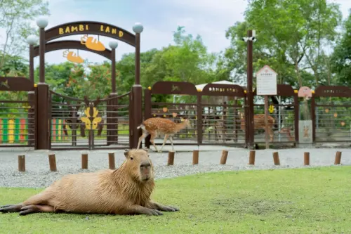 住宜蘭綠舞免費玩斑比山丘！每人最低2272元　水豚寶寶近距離互動