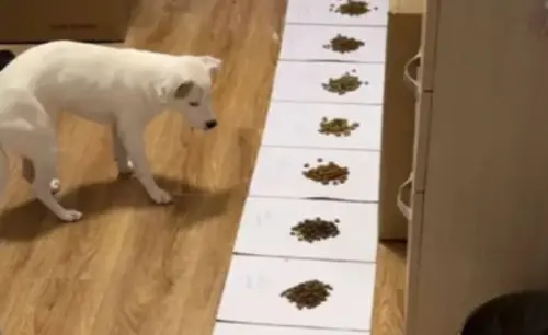 狗狗挑嘴不吃飼料！主人氣瘋「狂買11種飼料」　試吃大會結局揭曉
