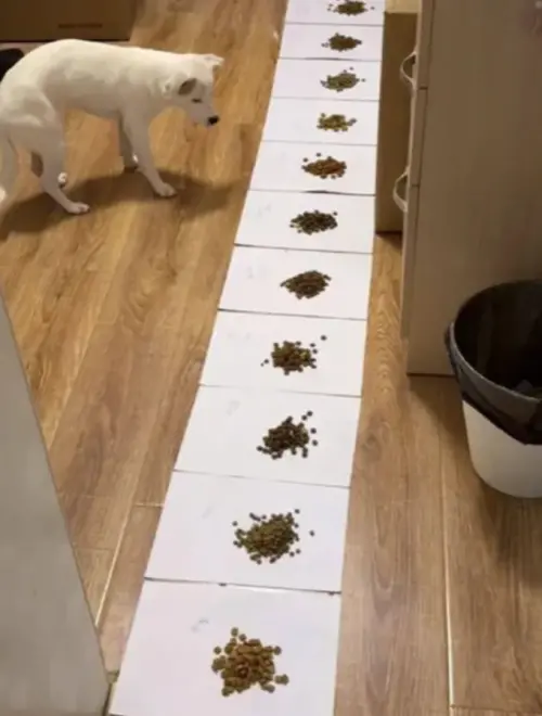 ▲ 11種飼料一字排開畫面超壯觀，這場試吃大會雖然真的找出了狗狗願意吃的飼料，但卻也讓飼主產生疑慮。（圖／翻攝畫面）