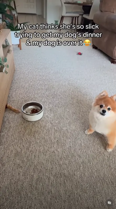 ▲（圖／翻攝自IG@the_lola_pom）