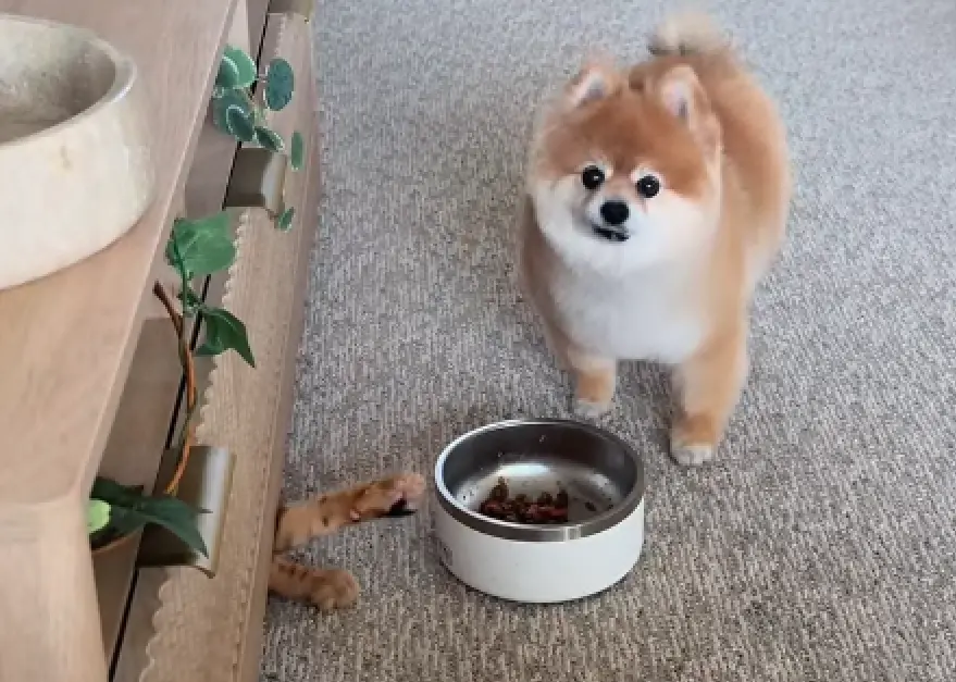 ▲博美犬Lola原本正專心享用主人準備的食物，沒想到旁邊櫃子底下突然伸出一隻「毛毛手」偷襲，原來是同住的橘貓兄弟悄悄出手想搶食，讓Lola當場傻住。（圖／翻攝自IG@the_lola_pom）