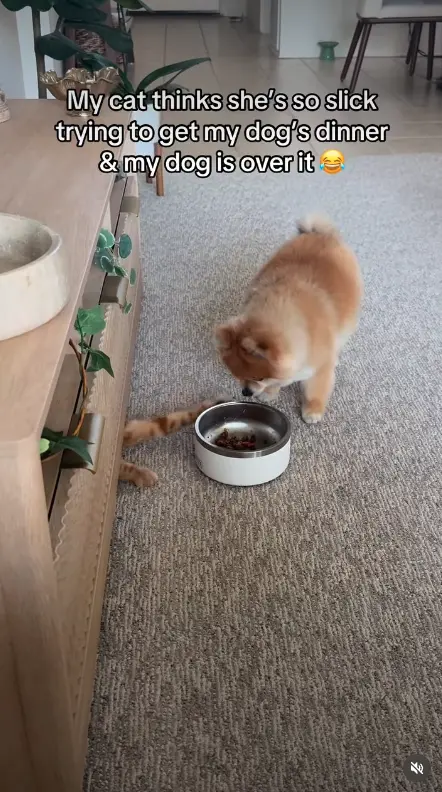 ▲▼發現胖橘想要搶食之後，Lola表情相當崩潰，直接用眼神告狀，希望馬麻出來主持公道。（圖／翻攝自IG@the_lola_pom）