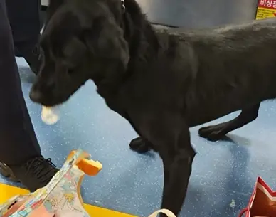 機場緝毒犬行李搜到蛋糕！下秒狂嗑：我幫忙銷毀證物　旅客笑翻了