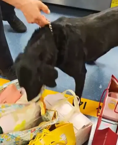 ▲黑色的機場緝毒犬原本超專業地在行李轉盤旁巡邏，卻突然將整顆頭深深埋進包包裡不出來。（圖／翻攝IG@banbanpet_）