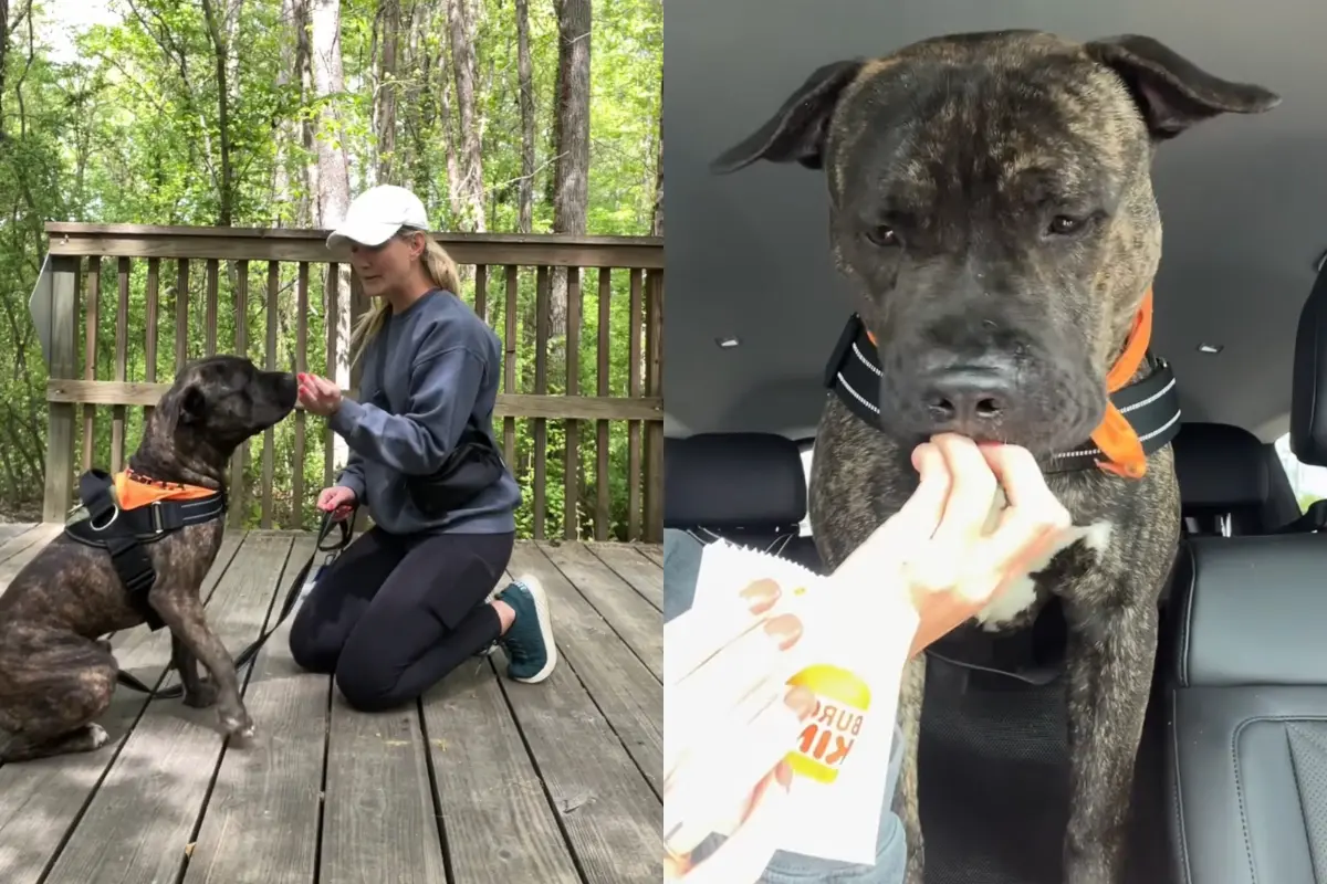 ▲美國一隻名叫雷克斯的比特犬在安樂死前一天被志工帶出散步與用餐，過程中展現溫順親人的個性，成功吸引領養者在截止前兩小時出面帶走雷克斯，讓牠免於安樂死。（圖／翻攝自臉書粉專「Rowan County Animal Shelter」）