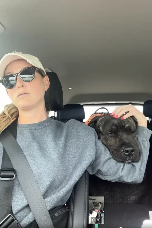 ▲雷克斯在安樂死期限前夕被志工帶出收容所，度過散步與首次品嚐速食的特別一天，過程中溫馴表現顛覆外界印象。（圖／翻攝自臉書粉專「Rowan County Animal Shelter」）