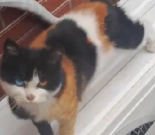 ▲這隻三花貓長相太過特別，讓女網友擔心這隻貓咪無法在野外好好生活，於是展開誘捕計畫。（圖／翻攝抖音）