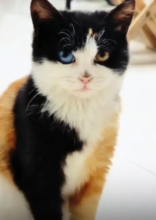 ▲三花貓被收編之後，身體越來越健康，毛色也越來越亮麗了。（圖／翻攝抖音）