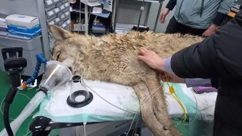 韓國「𨑨迌狼」落跑9天！狼狽落網　熱血經歷催生迷因幣