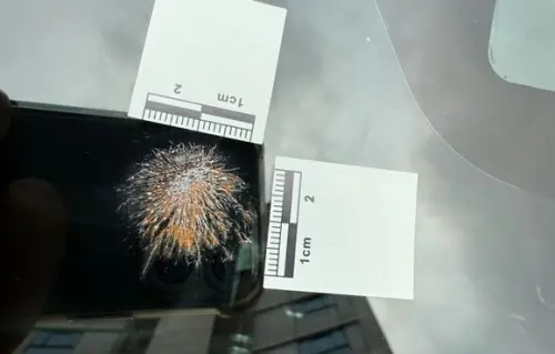 車窗現「蜘蛛網裂痕」！女以為遭開槍嚇壞報警　警方一查是乾鳥糞