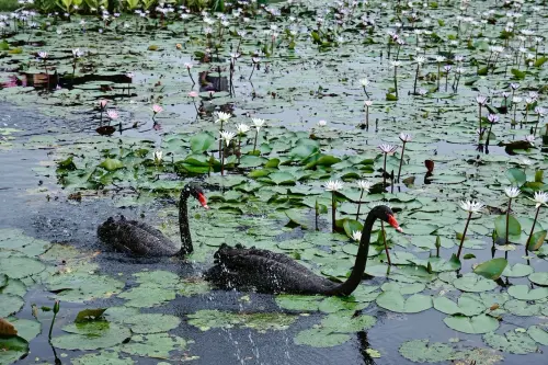 不止向日葵花海　后里環保公園喜迎黑天鵝入住