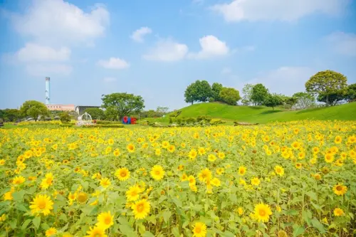 ▲后里環保公園種植5000平方公尺的向日葵花海持續綻放至4月底(圖／建設局提供2026.4.18)