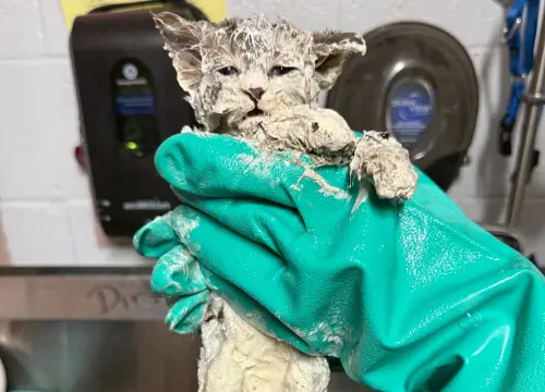 小貓全身工業膠水垂死！「7孔被封難呼吸」嚇壞志工　結局超催淚