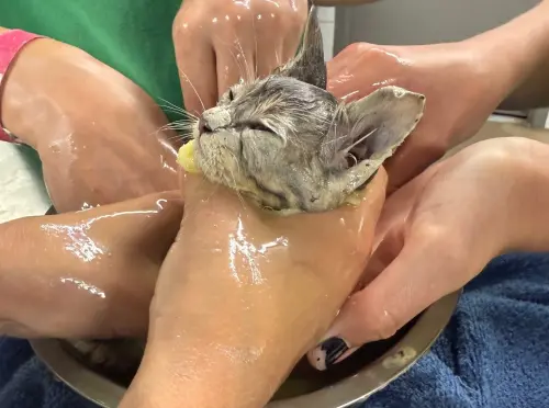 ▲埃爾默全身沾滿厚重膠水，救援組織花費了數個小時清洗，過程中也以按摩的方式溫柔安撫小貓。（圖／Humane Society of North Texas﻿臉書）