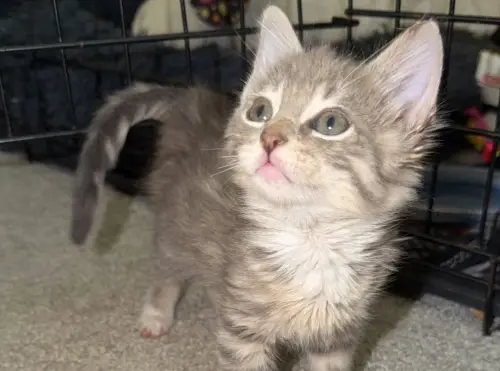 ▲在志工們的暖心幫助下，埃爾默已經恢復成原本可愛模樣。（圖／Humane Society of North Texas﻿臉書）