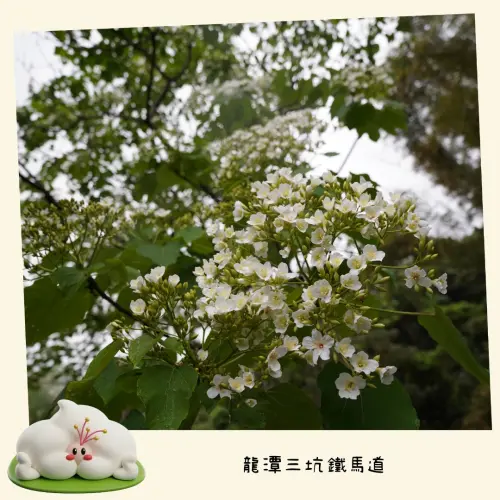 ▲龍潭三坑鐵馬道開花率50%為目前最高。（圖／「桃園桐花祭」粉專）