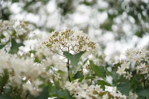 「五月雪」美爆！桃園賞桐花13秘境公開　即時花況、開花時間一覽