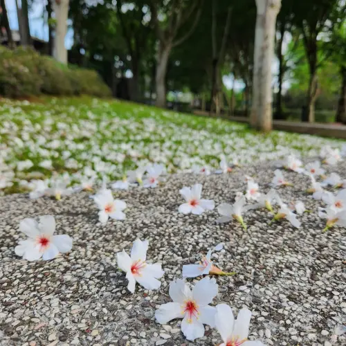 ▲4月至5月是油桐花花期，油桐花盛開有「五月雪」美景之稱。（圖／「桃園桐花祭」粉專）