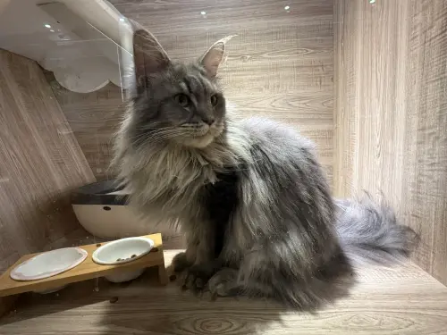 桃園救援品種貓認養第2彈！5隻緬因貓4/23開放抽籤　飼主資格出爐